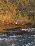 SX32163 Grey Heron (Ardea cinerea).jpg